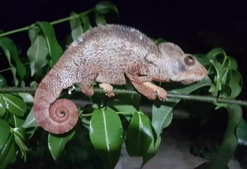 هتل Sanjeela Plage Coco