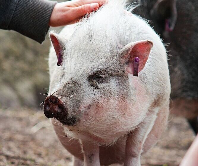 בית מלון כפרי Toric Farmlodge
