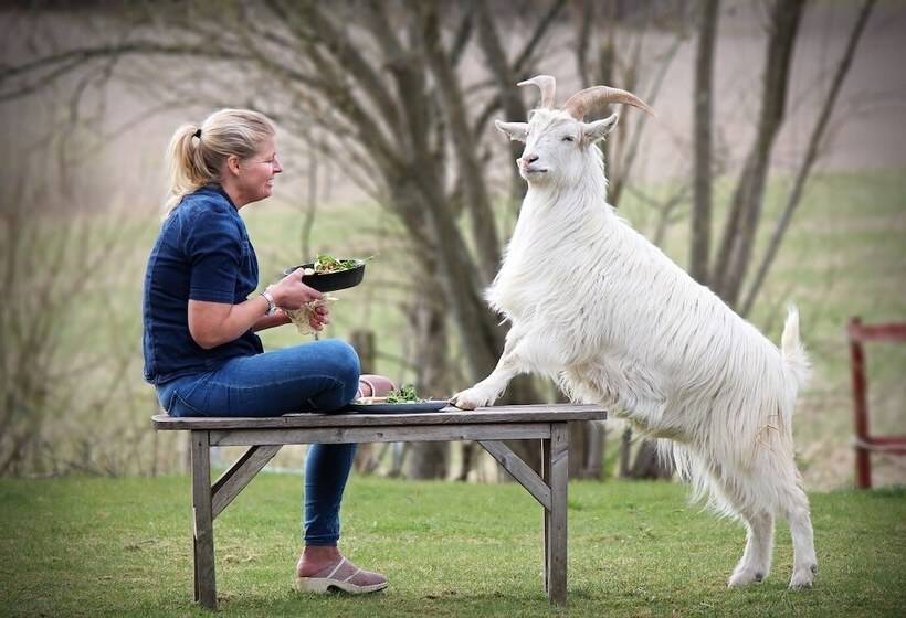 בית מלון כפרי Toric Farmlodge