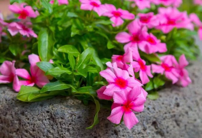 ペンション Sicily's View