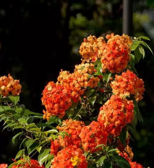 Hotelli Gurubeula Leisure As You Wish