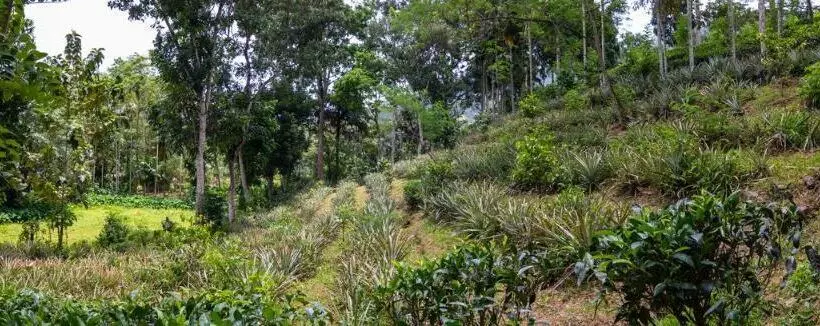 Hotelli Gurubeula Leisure As You Wish