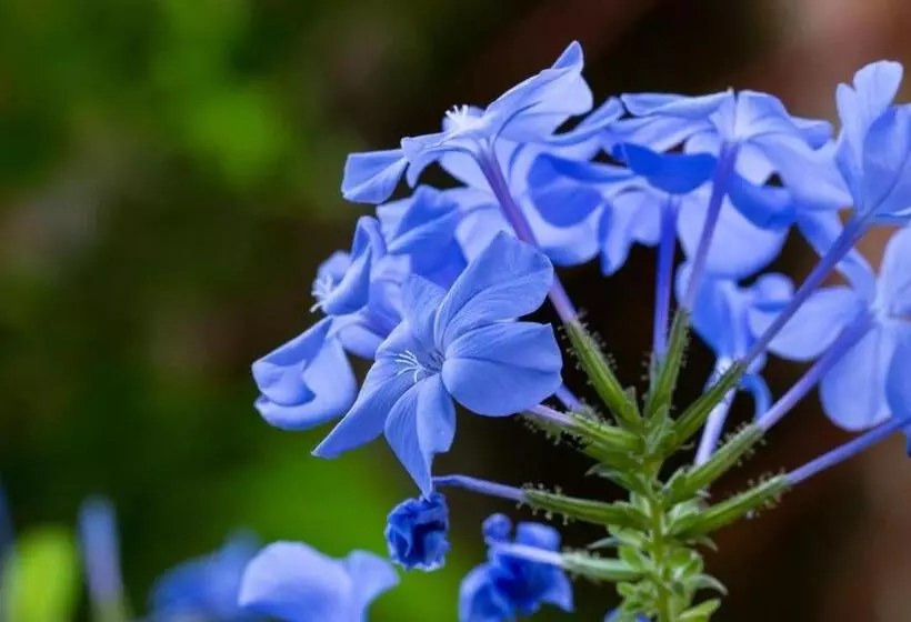 Hotelli Gurubeula Leisure As You Wish