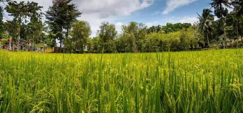 Hotelli Gurubeula Leisure As You Wish