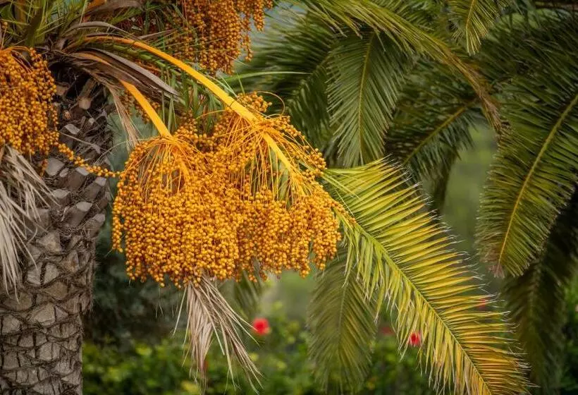 Hotelli Safragell Ibiza Suites & Spa