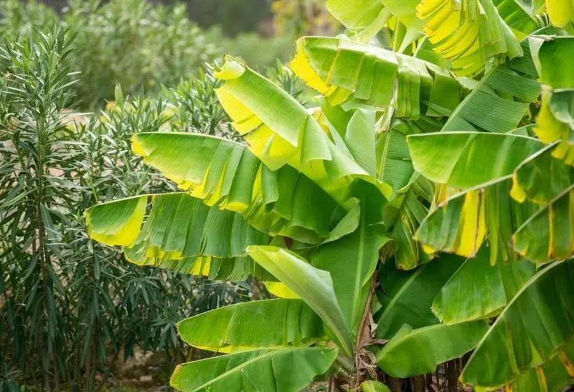 Hotelli Safragell Ibiza Suites & Spa