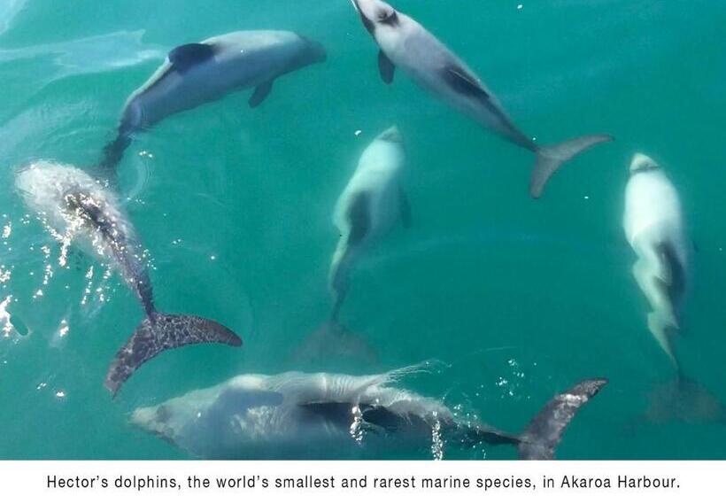 بنسيون Akaroa Coastal Studio