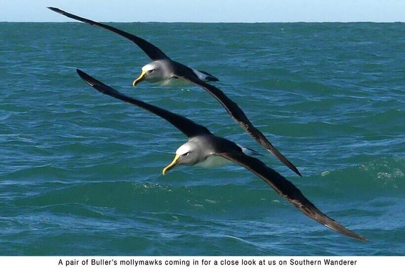 بنسيون Akaroa Coastal Studio