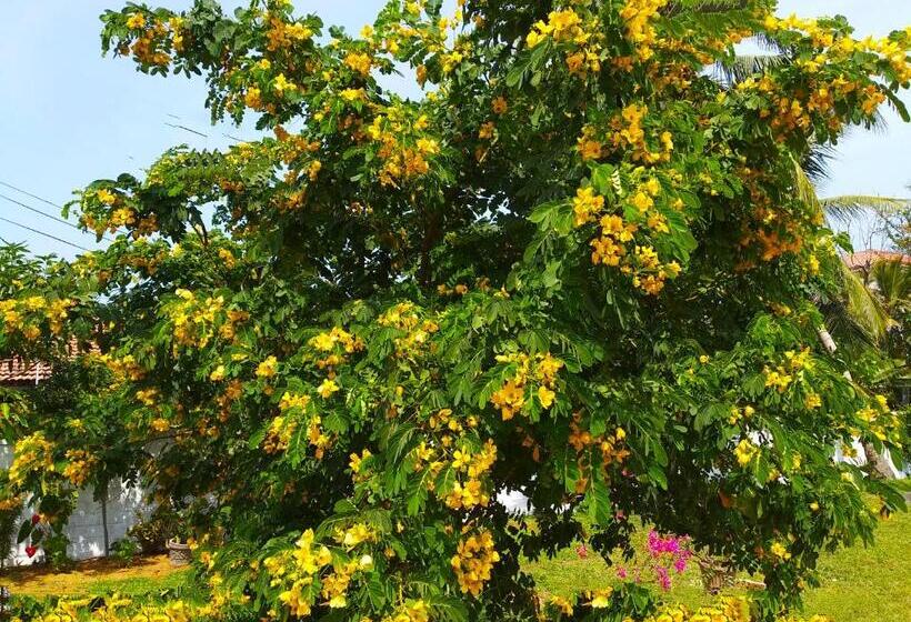 Bed and Breakfast Ocean Gate Negombo