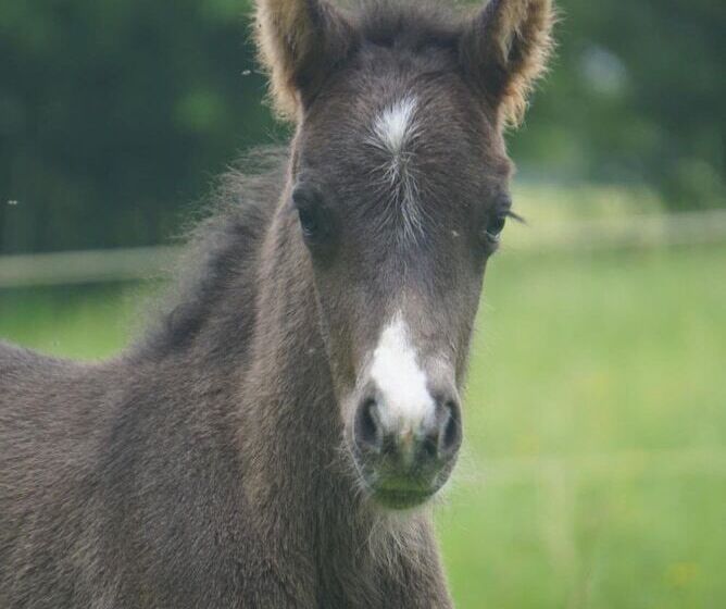 בית מלון כפרי Rappenhof