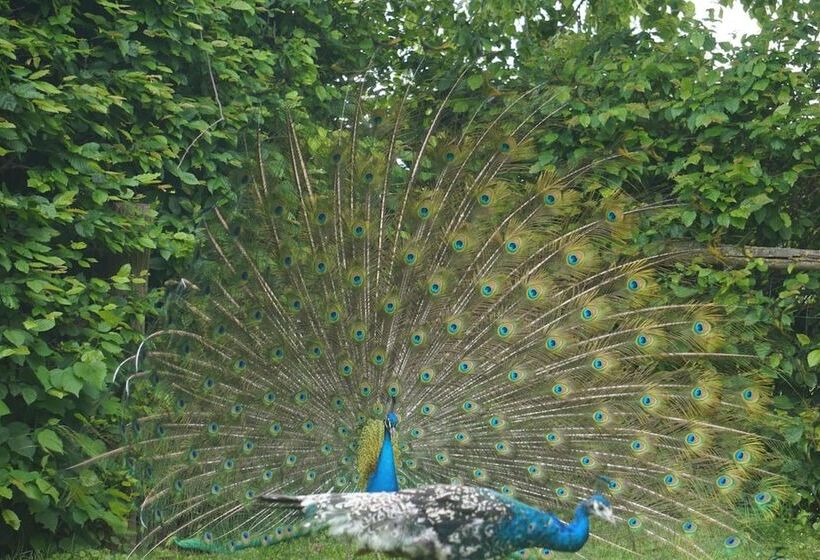 בית מלון כפרי Rappenhof