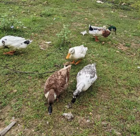 Majatalo Haritha Holidays