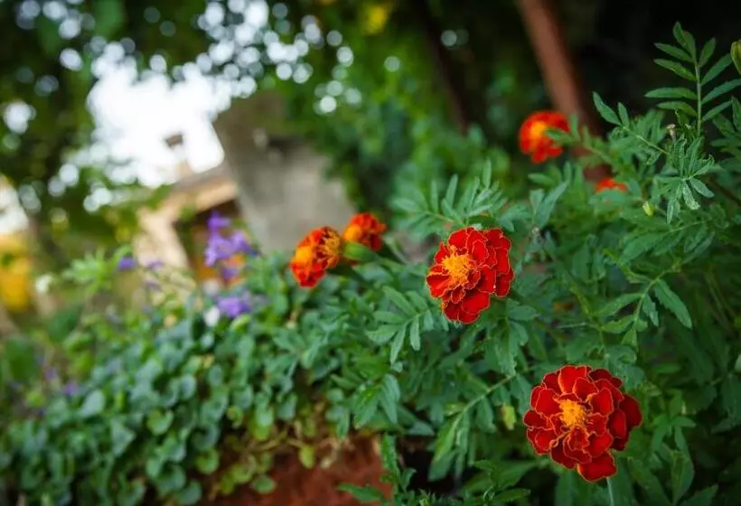 تختخواب و صبحانه Agriturismo Antica Pinciana