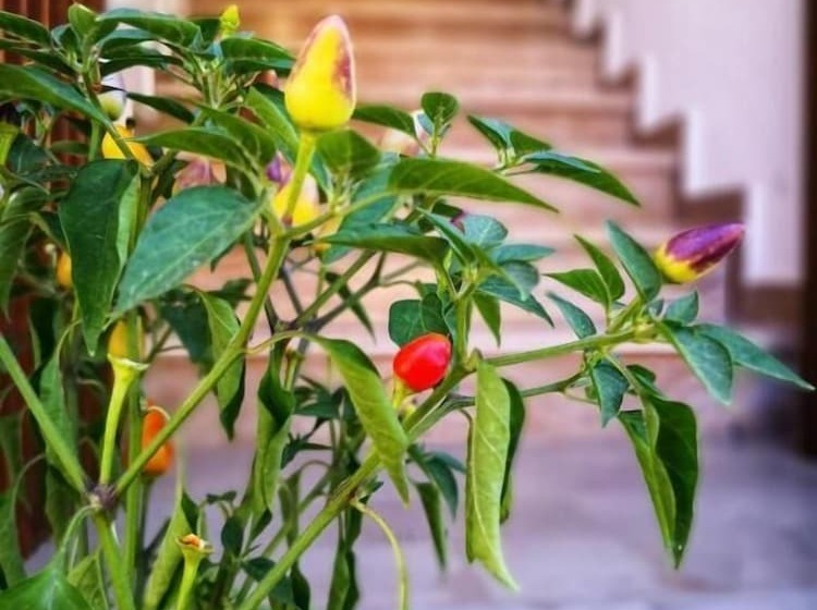 Bed and Breakfast Le Strazzigne