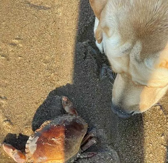 Aamiaismajoitus (B&B) De Backer