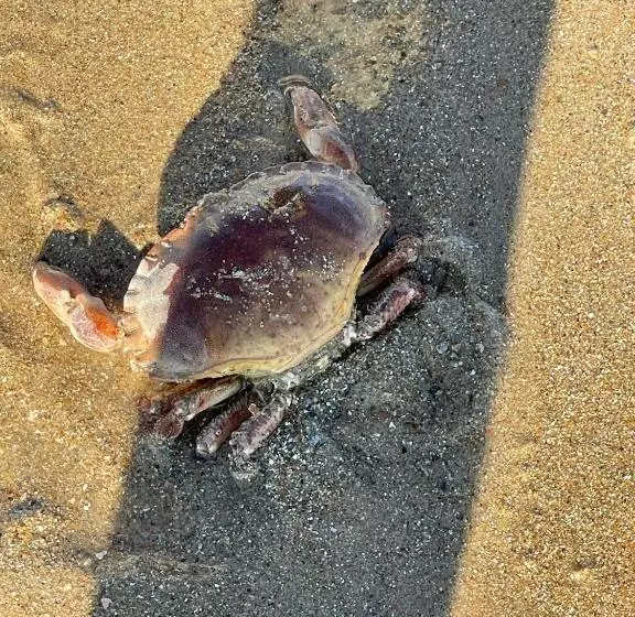 Aamiaismajoitus (B&B) De Backer