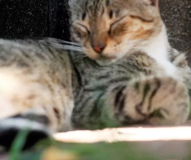 Kitara House Backpackers Hostel