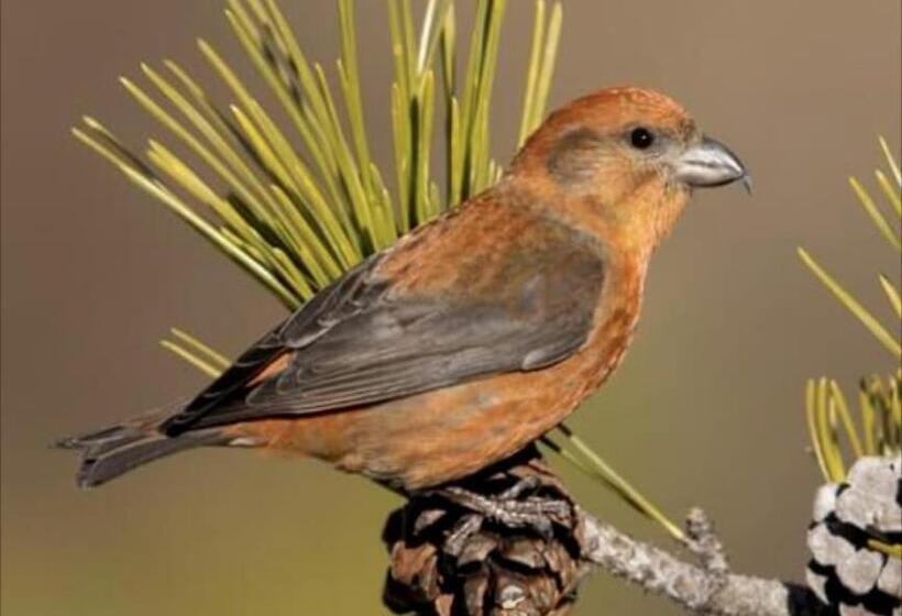 Crossbill Beach Resort