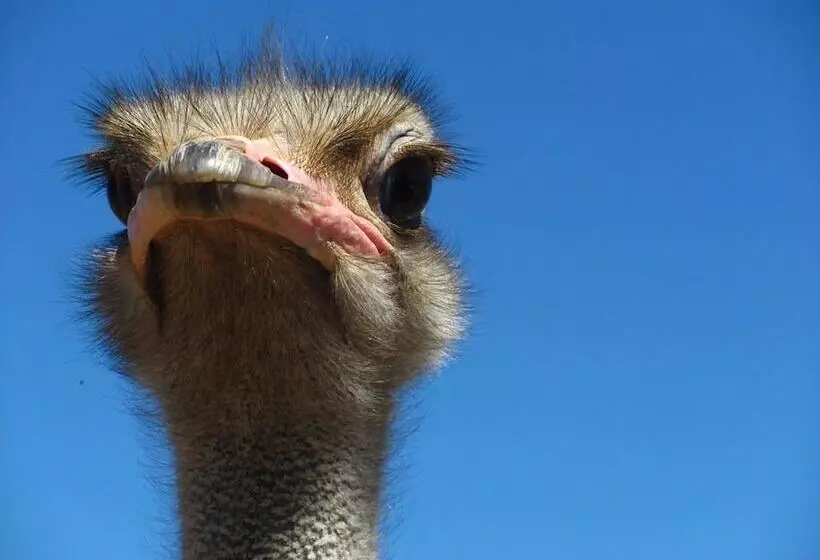 Majatalo Bakenskraal Ostrich Palace