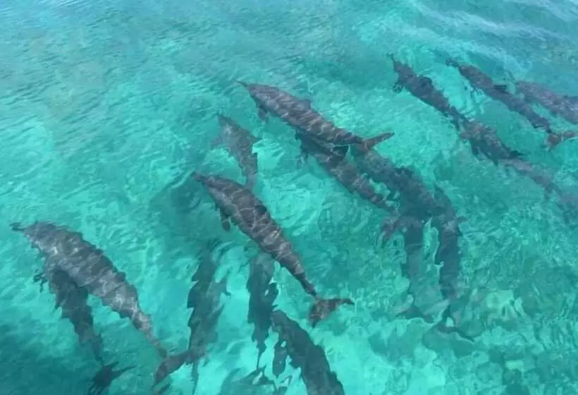 پانسیون Fanhaa Maldives