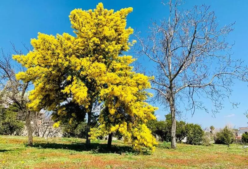 Aamiaismajoitus (B&B) Palazzo D'amaro Historical Residence