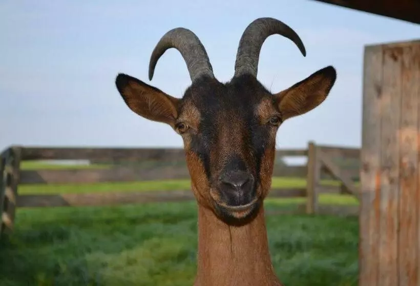 ホテル Paulhof Am Chiemsee