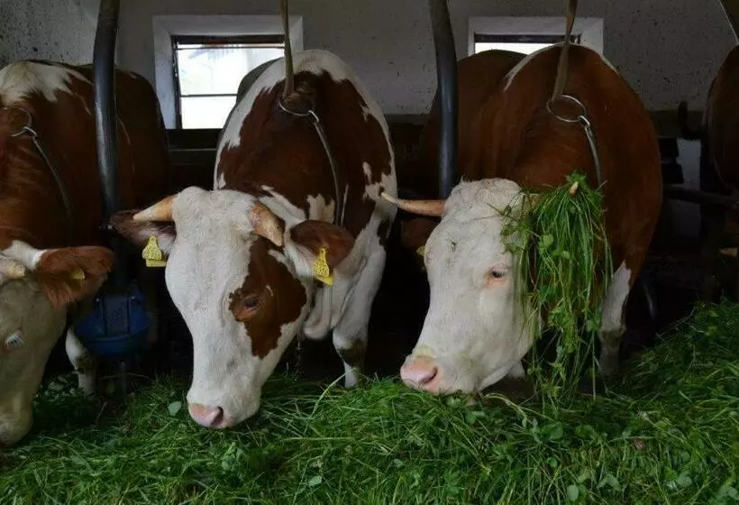 ホテル Paulhof Am Chiemsee