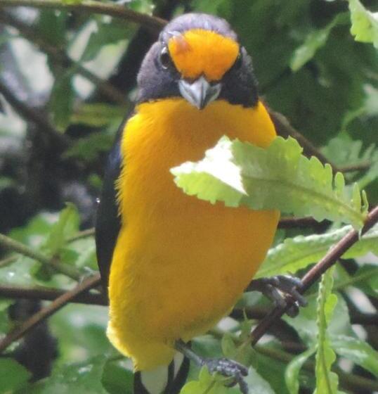 Pension Pousada North Shore Maresias   Casas De 2 Quartos   80 M2  2 Banheiros  Piscina 1 Q Da Praia   Estac