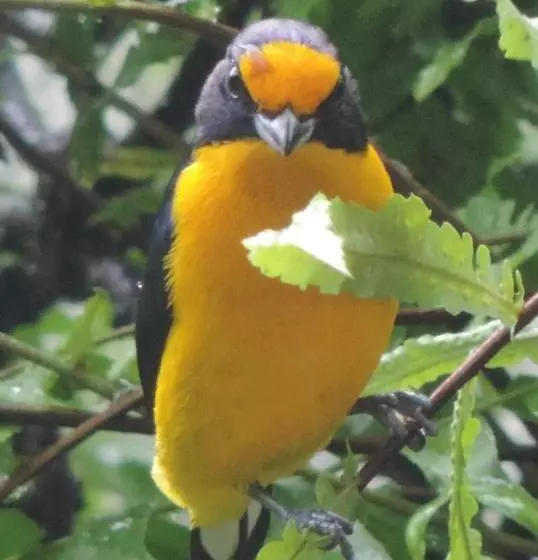 Majatalo Pousada North Shore Maresias   Casas De 2 Quartos   80 M2  2 Banheiros  Piscina 1 Q Da Praia   Estac