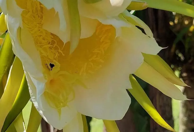 Pension Pousada Da Lua