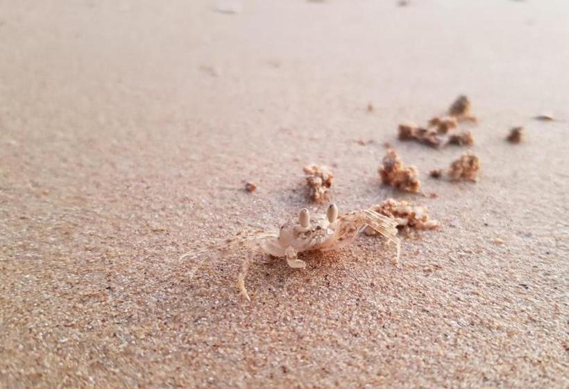 Pensionat Coconut Corner