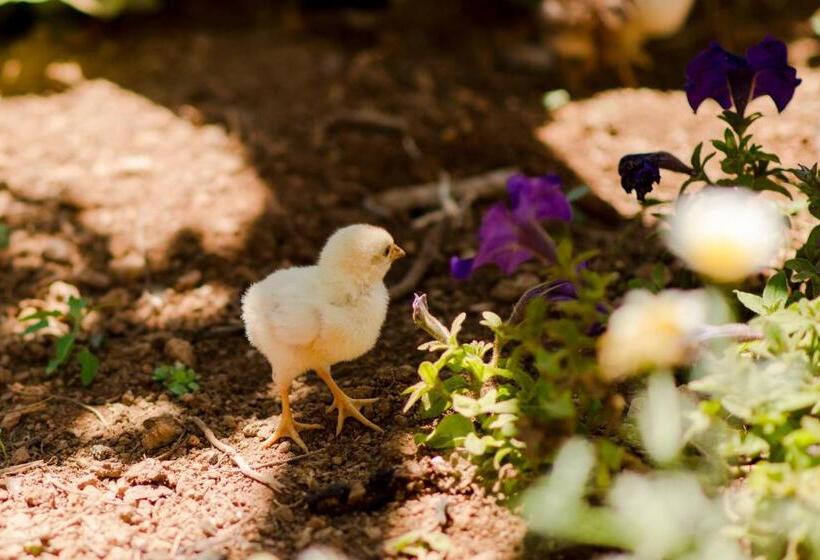 هتل Agroturismo Sa Marina