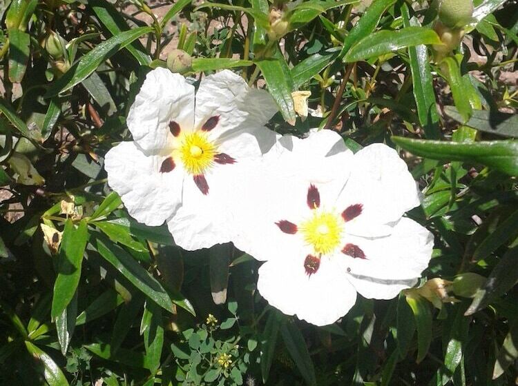 بنسيون Casa Oretani