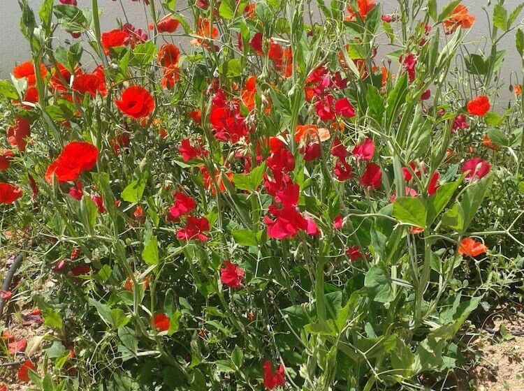 بنسيون Casa Oretani