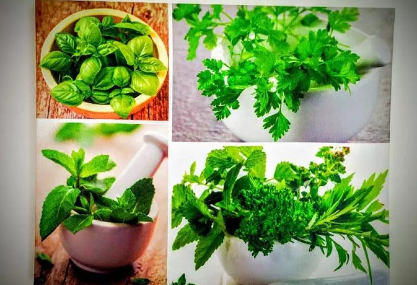 Casa Dos Avós Apartments