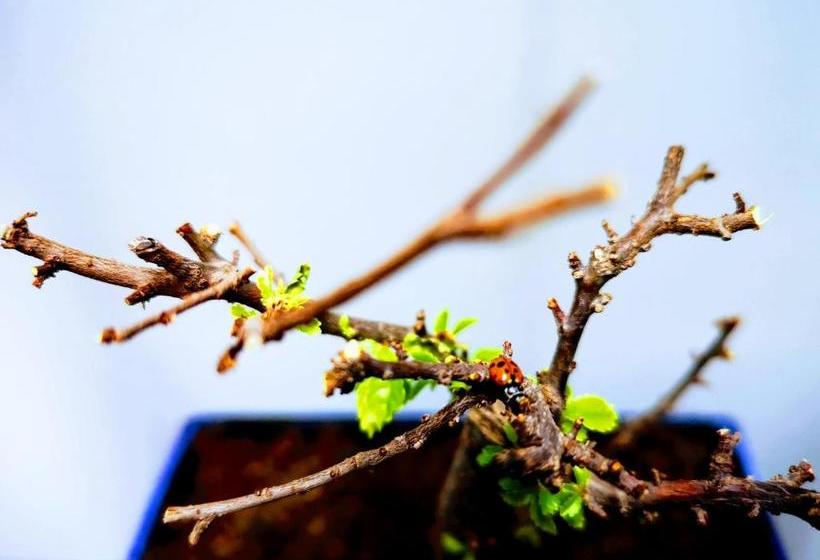 Casa Dos Avós Apartments