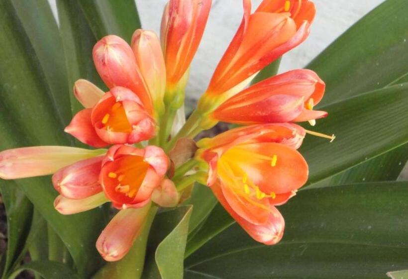 پانسیون Vintage Guest House Casa Do Escritor