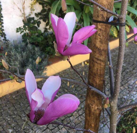 پانسیون Vintage Guest House Casa Do Escritor