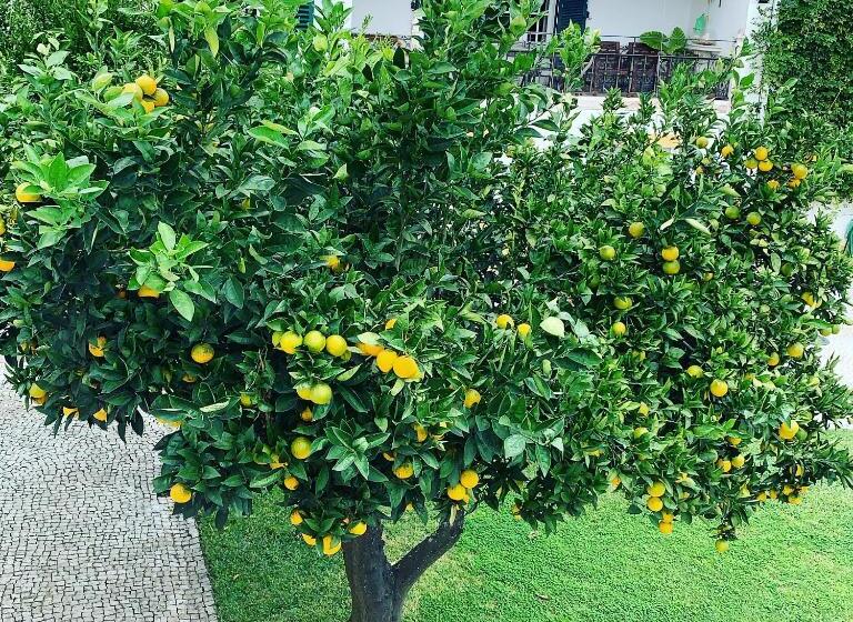 پانسیون Vintage Guest House Casa Do Escritor