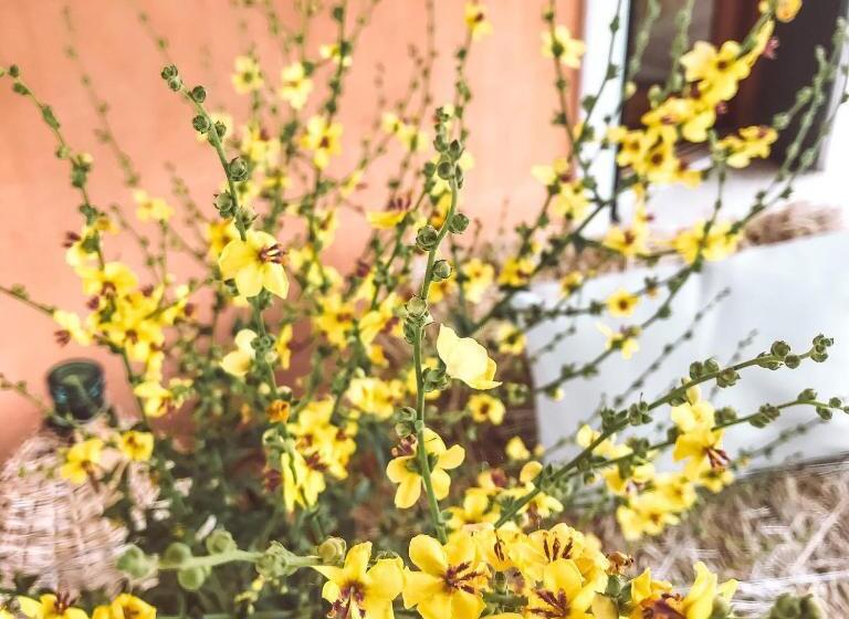 ホテル Agriturismo La Sorgente