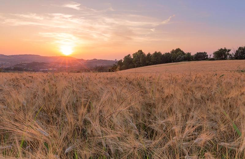 酒店 Rustico Del Conero