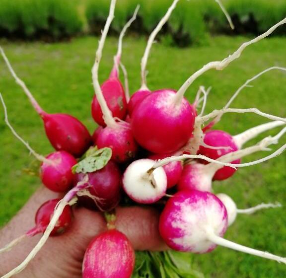 בית מלון כפרי Villa Montecastello