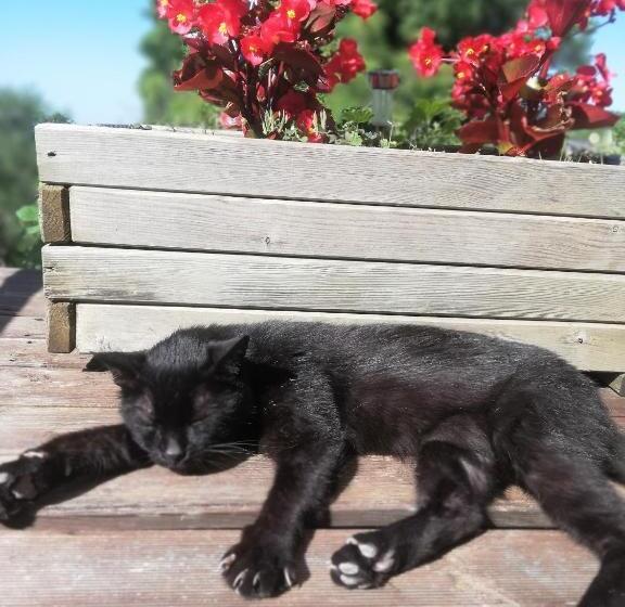 צימר Le Ginestre Guesthouse Assisi