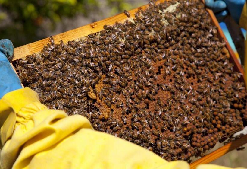 ホテル Agriturismo Antares