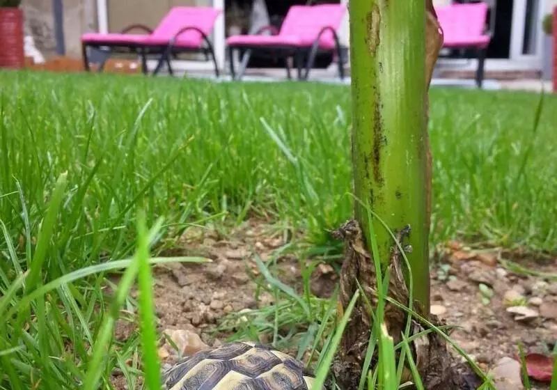 ペンション Les Lamartine Chambres D Hôtes