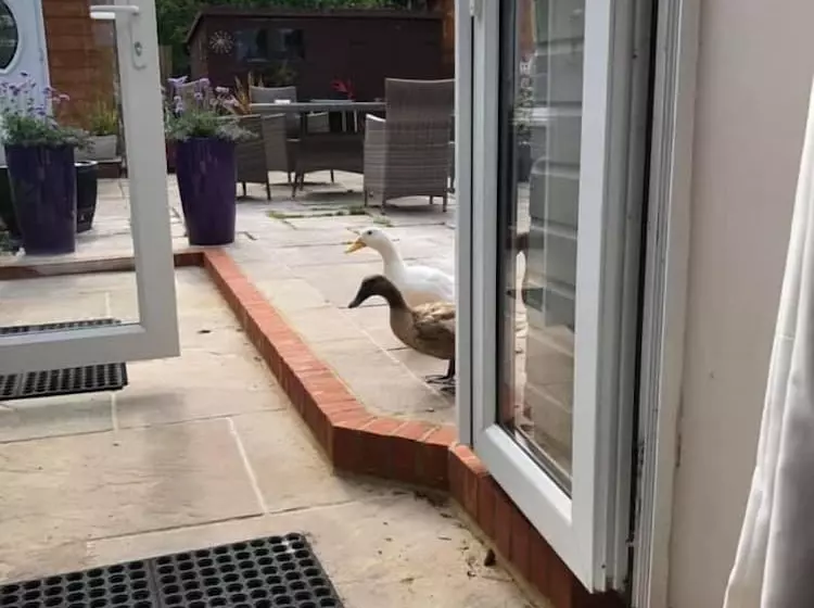 Aamiaismajoitus (B&B) West View Lodge