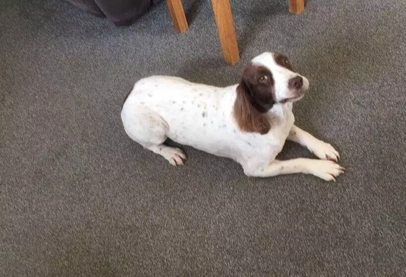 Aamiaismajoitus (B&B) West View Lodge