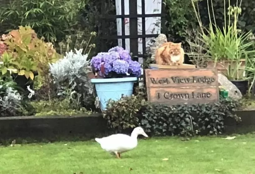 Aamiaismajoitus (B&B) West View Lodge