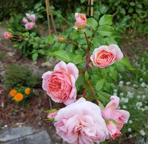 Majatalo Villa Akwaba