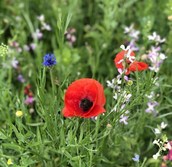 Pensionat Gästehaus Wiesegg
